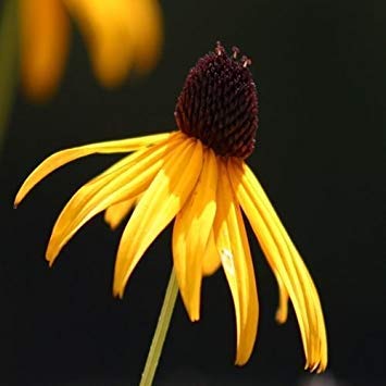 GEOPONICS Eyed Susan Seeds (Rudbeca) 200+Seeds Cover