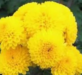 NATURE WORLD PREMIUM HYBRID BIG AND STRONG FLOWER YELLOW CHERRYSANTHEMUM CHAMANTHI HEALTHY LIVE PLANT FOR GREAT HOME GARDENING (B0CB4PWY9Q) Amazon Price History, Amazon Price Tracker