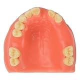 Ultrassist Maxillary Dental Implant Model Missing Partial Teeth, Basic Implant Training Model with Practice Soft Gums, Great Dental Training Tooth for Dental Implant Practice