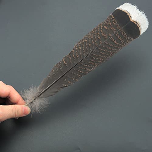 ZZHXSM Truthahn-Federn, natürliche Truthahnfedern, Kleidung, Hüte, Feiertagsdekoration, 25–30 cm, Truthahnfedern, 10 Stück