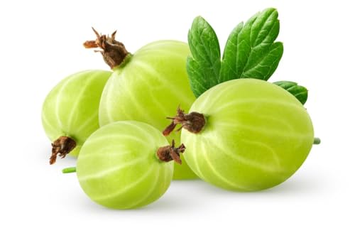 Gooseberry Plants, 'Leveller', 1 x Large Plant in a 2 Litre Pot, Gooseberries, Garden Ready and Ready to Plant, Premium Quality Fruit
