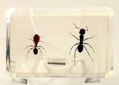 Image of 44mm Real Weaver Ant & Red Giant Ant Pair in Crystal Clear Lucite Resin Specimen Preserved Insect Taxidermy Crafts Collection for Biology Science Education Desk Ornament Display Supplies