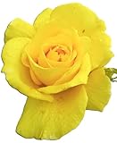 Rose Beetrose Friesia gelb blühend im großen 7 Liter Topf Duftrose winterhart