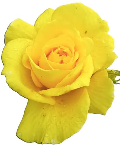 Rose Beetrose Friesia gelb blühend im großen 7 Liter Topf Duftrose winterhart