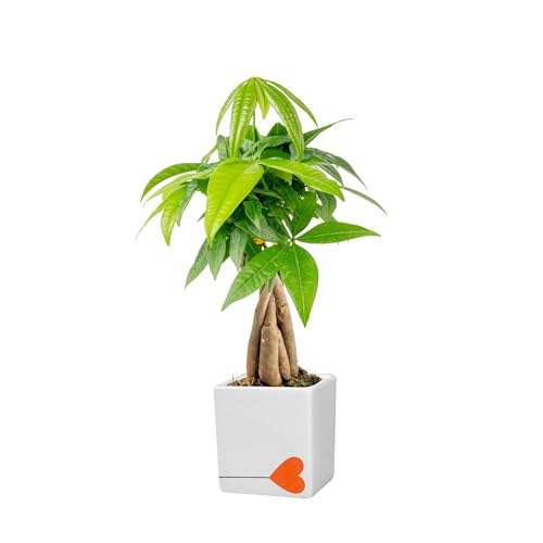 Image of Costa Farms Money Tree Live Plant in Decorative Pot, Air Purifying Indoor Houseplant, Perfect for Home, Room, or Office Decor, Great House Warming or Birthday Gift, 8-10 Inches Tall