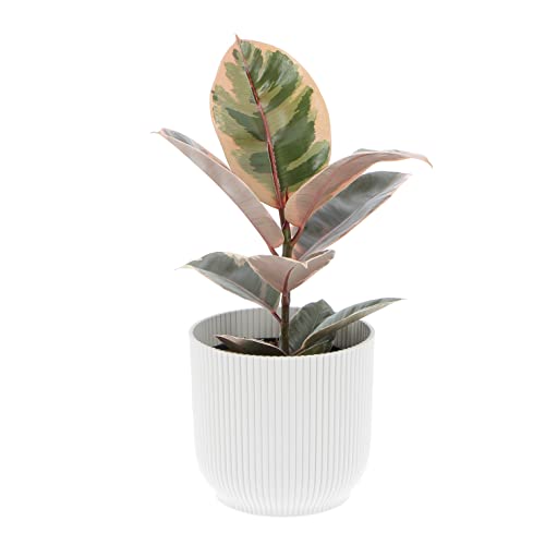KENTIS - Ficus Robusta 'Belize' - Fico del Caucciù - Piante Vere da Appartamento - Pianta Purifica Aria Da Interno - H 40-50 cm Vaso Ø 14 cm