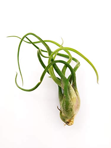 POWERS TO FLOWERS - TILLANDSIA CAPUT MEDUSAE, MEDUSA, pianta vera