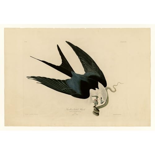 Faucon d'Aronde poster Audubon évocation de liberté et de nature sauvage en affiche 127x127 cm