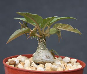 Exotic Rare Plants Dorstenia Foetida live plant-image-32