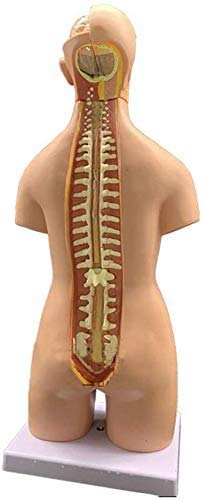 Menschliches Torso-Modell, der Menschen Organs- Menschlicher Torso Körper Artikelnummer- Anatomie Anatomische Medical Innere Organe für