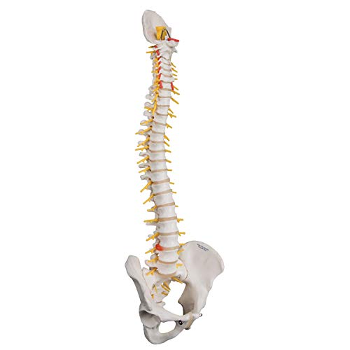 Image of 3B Scientific A58 /5 Deluxe Flexible Spine Model w / Brain Stem-Opened Sacrum - 3B Smart Anatomy
