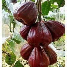 RADHA RANI PLANT HOUSE - Rare Australian Wax black Water apple/Java ...