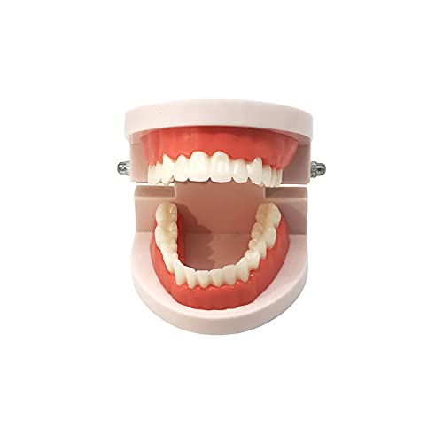 Miniatura 2 de Standard Teeth Model, Adult Standard Typodont Demonstration Teeth Model for Kids Teaching Education Clean Display