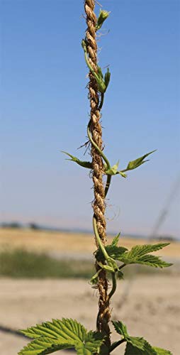 Coconut Fiber Twine,(Coir Fiber Twine) Length 200 Feet (50 feet @ 4), Diameter 5 mm, 4 Hanks per Pack Premium Quality Machine Spun Coir Twine