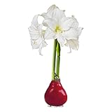 Waxed Amaryllis Bulb - Red Wax, White Blooms - Easy Care - No Watering Needed! Beautiful Live Spring Décor!