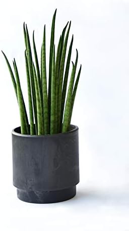 Amazon Co Jp ミニ陶器ポット 選べる樹種 ポット サンスベリア バキュラリス マットポット ブラック ミニ 観葉植物 インテリア グリーン Diy 工具 ガーデン Amazon Co Jp ミニ陶器ポット 選べる樹種 ポット サンスベリア バキュラリス マットポット ブラック ミニ 観葉植物 インテリア グリーン Diy 工具 ガーデン