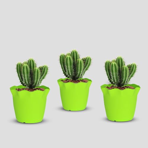 Image of YUCCABE ITALIA SHERA 6 Inch Plastic Flower Pot 3 Piece Set of Unbreakable Round Shape Planter for Home Garden Seedling, Indoor and Outdoor (Green)