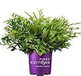 First Editions® Vintage Jade Distylium PP23,128 (8' Pot)