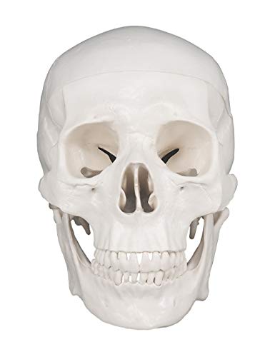 Image of Human Skull Model, Life Size 3-Part Anatomical Model with Removable Skull Cap and Articulated Mandible for Medical Student Human Anatomy Study Course