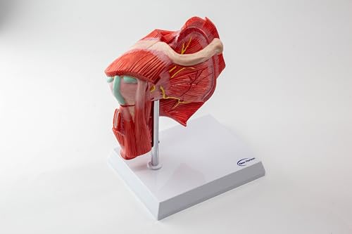 Image of NEW HORIZON Muscled Shoulder Joint Model - Shows Complete Shoulder Musculature from Rotator Cuff to Subscapular Muscles - Includes Base,Manual, Education in the Field of Mathematics