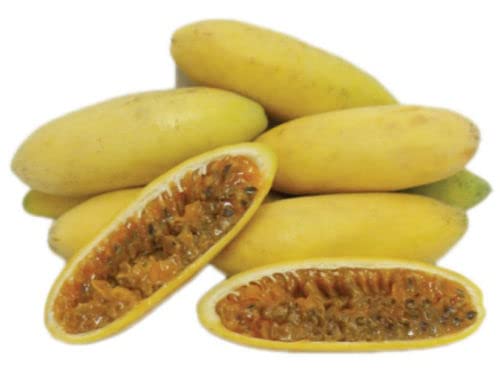 30 Banana Passion Fruit, Passionflower Maracuja, Banana Poka Seeds - 30 Seeds (Passiflora Mollissima/Passiflora Tarminiana) - Pack Of 30 Rare And Viable Seeds - Qo Seeds #TOP3