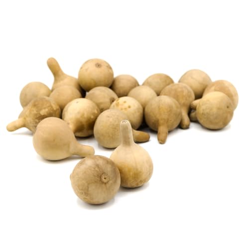 Box of 20 Medium Dried Hard Shell Spinner Gourds, Ready for Crafting or Decorating