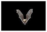 Artworks Italia Yuma Myotis Pipistrello, Volante Femminile, Drake Creek, Lake County, Oregon-Paper Art-20"x14"