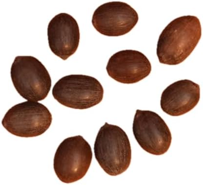 Harmony Kamal Gatta Natural Lotus Seeds, 11 Pieces, Whole Beads for Lakshmi Puja, Traditional Spiritual Rituals