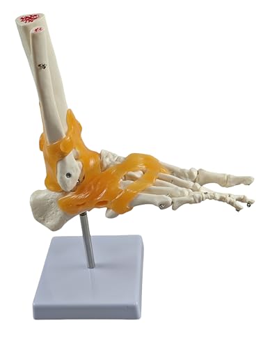 YshanEdutrix Foot Skeleton Model, Life Size Realistic Anatomical Foot & Ankle with Ligaments, Flexible Toe Joints, PVC Material for Anatomy Teaching, Podiatry Training and Patient Education