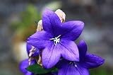 Blaue Ballonblume Platycodon grandiflorus winterhart Steingarten 50 Samen ...