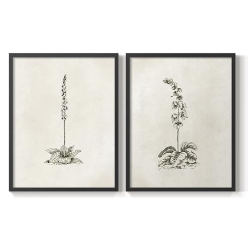 Renditions Gallery Set of 2 Peel & Stick Framed Prints, Abstract Wall Art, Black and White Orchid Herbarium of French Wall Decor, Re-stickable - for Ready to Hang - 11"x14" - Black Frame GAL052
