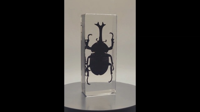 Image of 4.3 inch Real Japanese Rhinoceros Beetle in Crystal Clear Lucite Resin Specimen Preserved Allomyrina Dichotoma Insect Paperweight Taxidermy Collection for Biology Science Education Desk Display Supplies