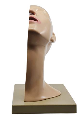 Image of EISCO Nasal Swab Training Model, 12 Inch - for Demonstration of Nasopharyngeal Testing - Made of PVC