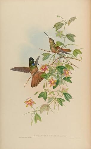 Art Mural Animal Oiseau Coeligena John Gould Impression Fine Art Toile Moderne Salon 60x90cm