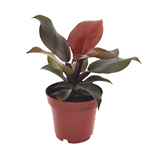 Plant In A Box - Filodendro - Philodendron 'Luce Del Sole' - Pianta D'Appartamento Tropicale - Bellissime Foglie Rosse - Vaso 12Cm - Altezza 20-30Cm