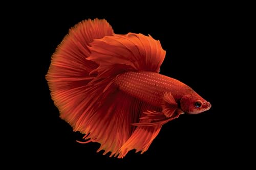 Photo Ark: 50 Postcards (The Photo Ark) - Image 4