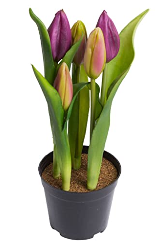 Nova-Nature künstliches Tulpenarrangement mit 5 Blütenknospen im schwarzen Kunststofftopf real Touch (aubergine), 12 x 23 cm