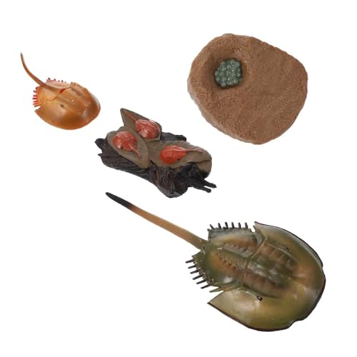 Imagen de BESPORTBLE Modelo Educativo del Ciclo de Vida del Cangrejo Herradura de Plástico