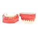 Dentalmall Teeth Typodonts Dental Model #7013 - Teeth Eruption Development Model Alternating Model of Constant Pressure of Deciduous Teeth