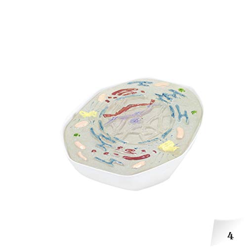 Image of Parco Scientific PB00136 Animal Meiosis 3D Model | 10 Stage Meiosis Demonstration | Biology Classroom Cell Division Display | Detailed Open Cell Organelles | Pieces Equipped with Stand | W Manual