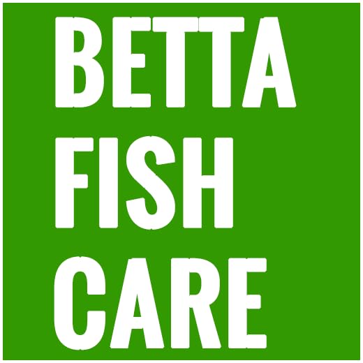 BETTA FISH CARE - YOUR GUIDE TO A BETTER BETTA FISH TANK