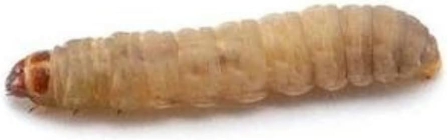 Dubia.com 1000 Live Waxworms Live Bugs, Live Worms for Fishing, HighProtein Wax Worms Live, Ideal for Pets, Reptiles, Amphibians, and Birds
