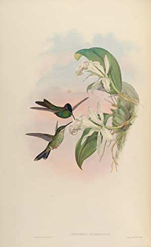 Tableau oiseau Heliodoxa Leadbeateri John Gould 60x90 : sublimez un grand mur blanc