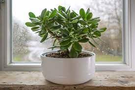 Plantoos jade Mini live plant (Pack of 2)-picture-22