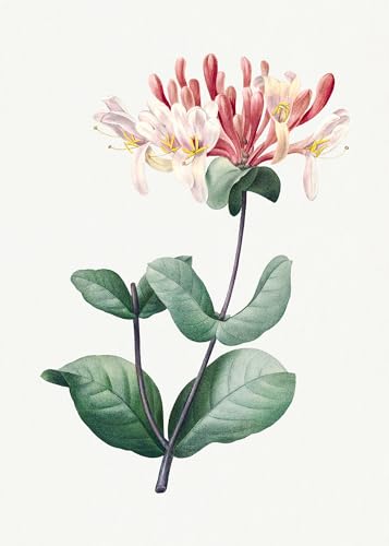 Eurisko Studios Botanical Plant Print - Honeysuckle by Pierre Joseph Redoute Art Print