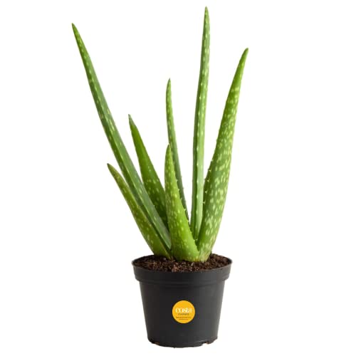 Aloe Vera Plant - Live Succulent, Air Purifying, Drought Tolerant, Easy Care Indoor/Outdoor Houseplant