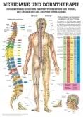 Meridians & thorough therapy: connection between the functional circles of the vertebrae, organs and acupuncture meridians