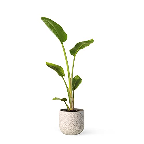 Ave del Paraíso o Strelitzia Augusta - Planta Natural - Interior y Exterior - April Plants - Altura: 140-160 cm