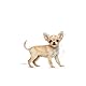 Royal Canin Chihuahua Puppy | Doppelpack | 2 x 500 g | Alleinfuttermittel speziell für Chihuahua-Welpen | Bis zum 8. Monat | Kann zur Reduzierung von Stuhlgeruch beitragen