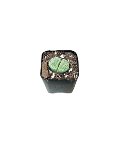 Cactus Piedra Natural - Lithops Premium en Maceta Compacta